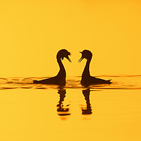 Buy canvas prints of Great Crested Grebes Courting by Arterra 