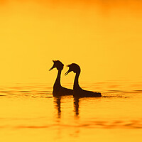Buy canvas prints of Great Crested Grebes at Sunrise by Arterra 