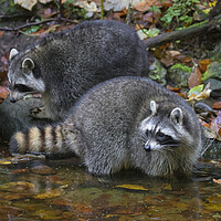 Buy canvas prints of Two Raccoons by Arterra 