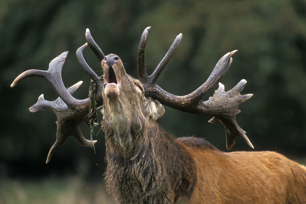 Roaring Red Deer Stag Picture Board by Arterra 