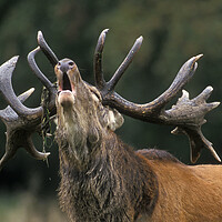 Buy canvas prints of Roaring Red Deer Stag by Arterra 