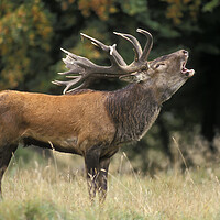 Buy canvas prints of Red Deer Stag Bellowing by Arterra 