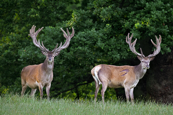 Two Red Deer Stags Picture Board by Arterra 