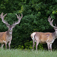 Buy canvas prints of Two Red Deer Stags by Arterra 