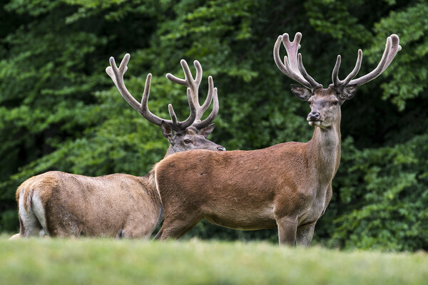 Red Deer Stags in Summer Picture Board by Arterra 
