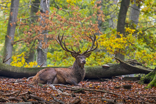 Red Deer Stag Resting in Autumn Forest Picture Board by Arterra 