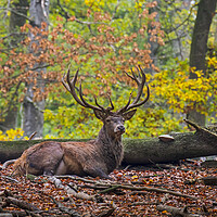 Buy canvas prints of Red Deer Stag Resting in Autumn Forest by Arterra 