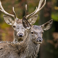 Buy canvas prints of Red Deer Stag and Hind by Arterra 