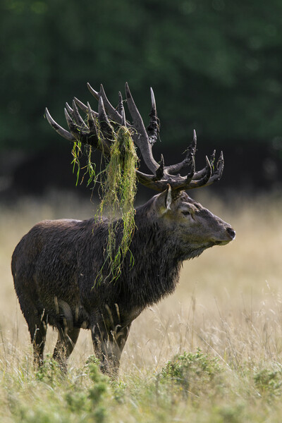Red Deer Stag during the Rut Picture Board by Arterra 