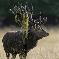 Buy canvas prints of Red Deer Stag during the Rut by Arterra 