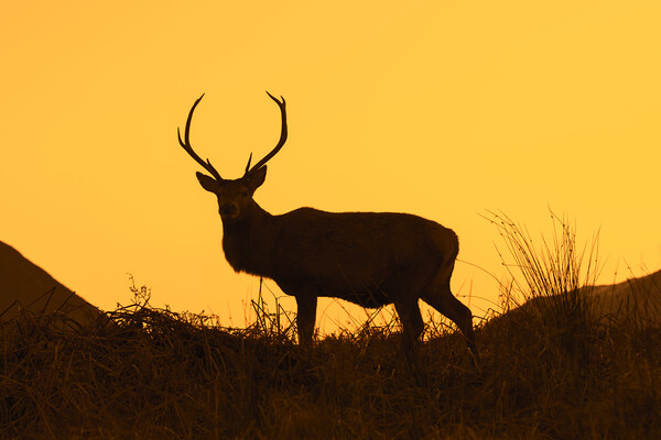Red Deer Stag Silhouetted against Sunset Picture Board by Arterra 