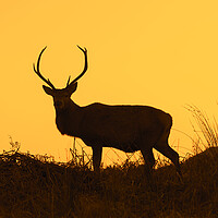 Buy canvas prints of Red Deer Stag Silhouetted against Sunset by Arterra 