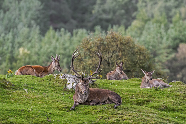 Red Deer Stag with Hinds in Scotland Picture Board by Arterra 