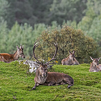 Buy canvas prints of Red Deer Stag with Hinds in Scotland by Arterra 