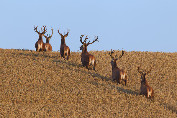 Herd of Red Deer Stags in Wheat Field Picture Board by Arterra 