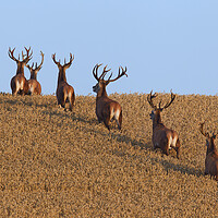 Buy canvas prints of Herd of Red Deer Stags in Wheat Field by Arterra 
