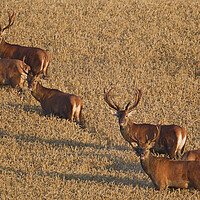 Buy canvas prints of Herd of Red Deer Stags by Arterra 