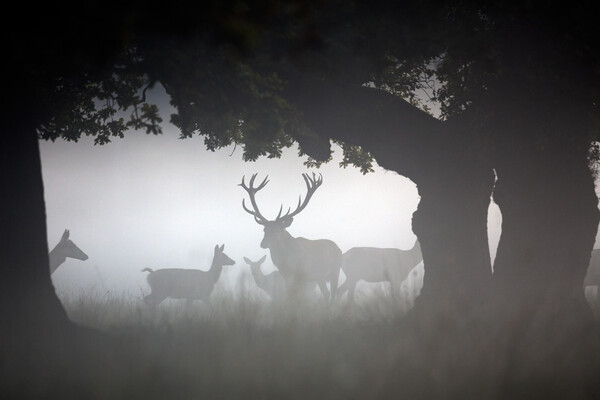 Red Deer Stag with Hinds in the Mist Picture Board by Arterra 