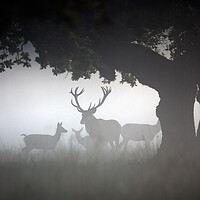 Buy canvas prints of Red Deer Stag with Hinds in the Mist by Arterra 