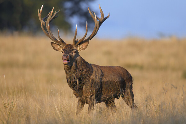Red Deer Stag Covered in Mud Picture Board by Arterra 