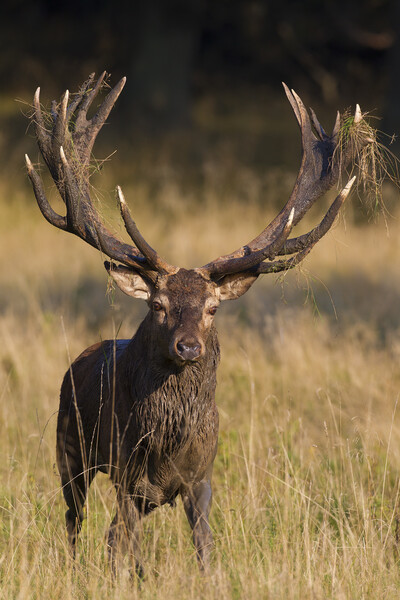 Red Deer Stag during the Rut Picture Board by Arterra 