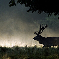 Buy canvas prints of Red Deer Stag Running in the Mist by Arterra 