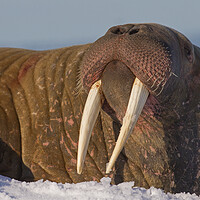 Buy canvas prints of Walrus in Svalbard by Arterra 