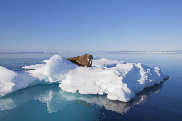 Walrus in the Arctic Sea, Svalbard Picture Board by Arterra 
