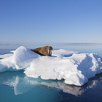Buy canvas prints of Walrus in the Arctic Sea, Svalbard by Arterra 