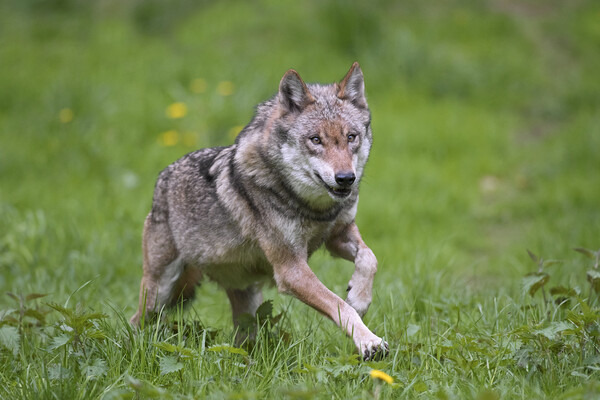 Wolf Running in Meadow Picture Board by Arterra 