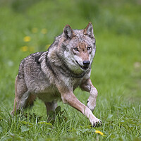 Buy canvas prints of Wolf Running in Meadow by Arterra 