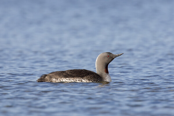 Red-throated Diver Picture Board by Arterra 