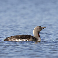 Buy canvas prints of Red-throated Diver by Arterra 