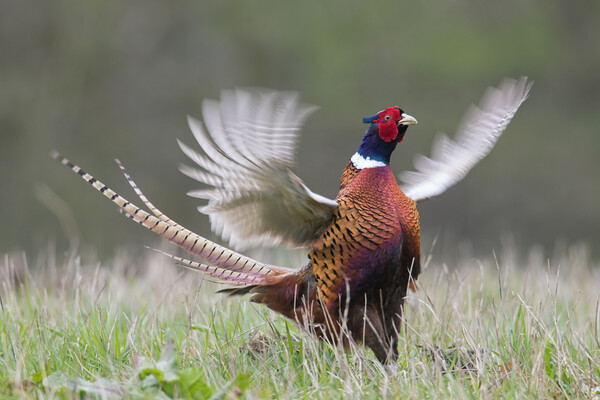 Common Pheasant Courting in Spring Picture Board by Arterra 