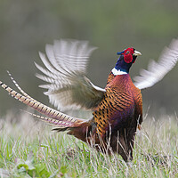 Buy canvas prints of Common Pheasant Courting in Spring by Arterra 