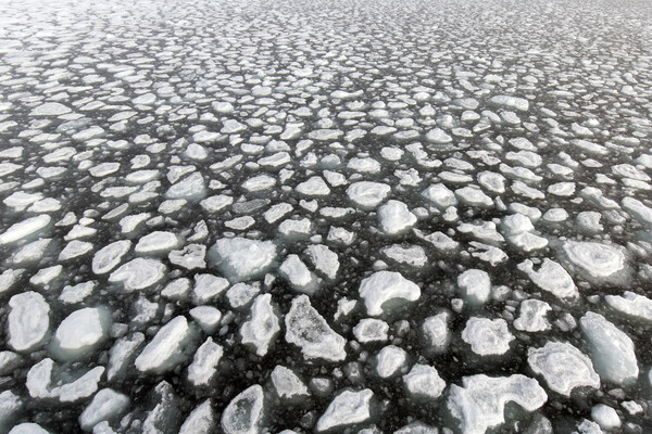 Drift Ice in Arctic Sea, Svalbard Picture Board by Arterra 