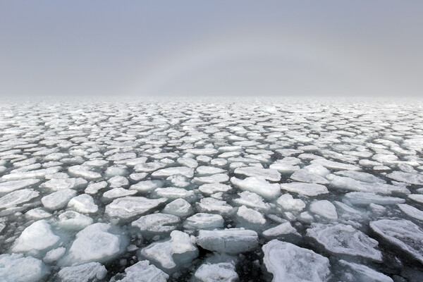 Drifting Ice Floes in Arctic Ocean, Svalbard Picture Board by Arterra 