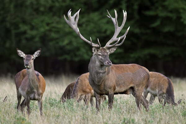 Red Deer Stag with Hinds Picture Board by Arterra 