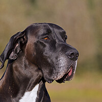 Buy canvas prints of Great Dane Close-up by Arterra 