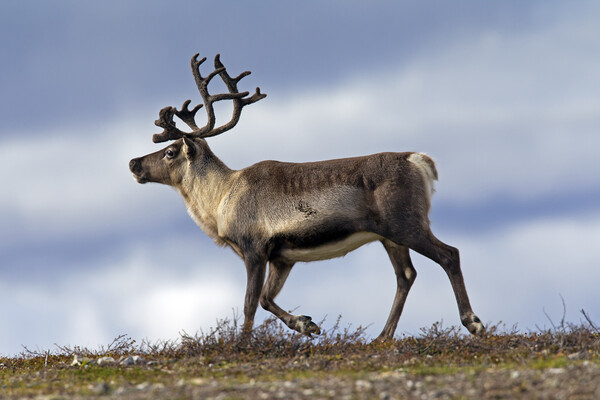 Reindeer on the Tundra in Sweden Picture Board by Arterra 