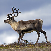 Buy canvas prints of Reindeer on the Tundra in Sweden by Arterra 