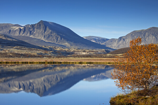 Rondane National Park in Autumn, Dovre, Norway Picture Board by Arterra 