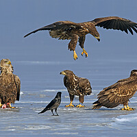Buy canvas prints of Young White-Tailed Sea Eagles on Frozen Lake by Arterra 