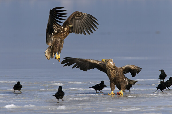 White-Tailed Sea Eagle Fighting on Frozen Lake Picture Board by Arterra 
