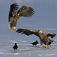 Buy canvas prints of White-Tailed Sea Eagle Fighting on Frozen Lake by Arterra 