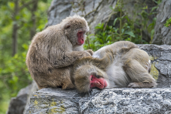 Japanese Macaques Grooming Picture Board by Arterra 