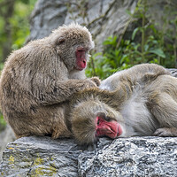 Buy canvas prints of Japanese Macaques Grooming by Arterra 