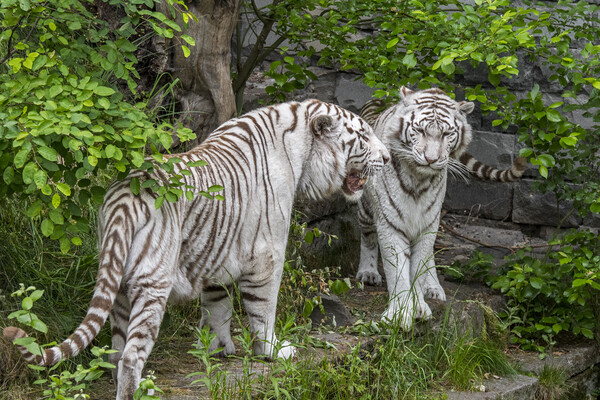 Two White Tigers Picture Board by Arterra 