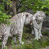 Buy canvas prints of Two White Tigers by Arterra 