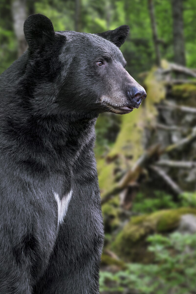 American Black Bear in Forest Picture Board by Arterra 